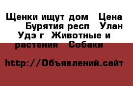 Щенки ищут дом › Цена ­ 1 - Бурятия респ., Улан-Удэ г. Животные и растения » Собаки   